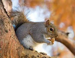Grey Squirrel eating a nut