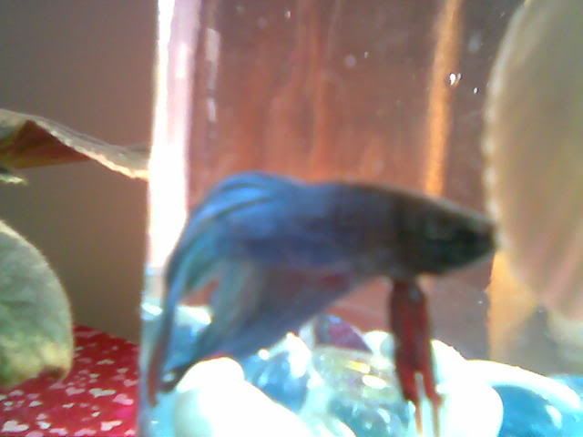 my new Betta fish!