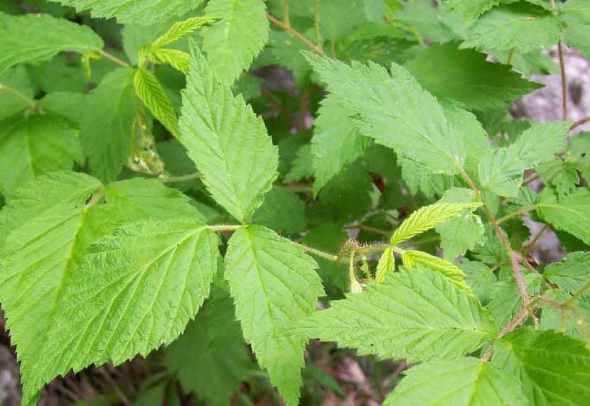 Red Raspberry Leaf
