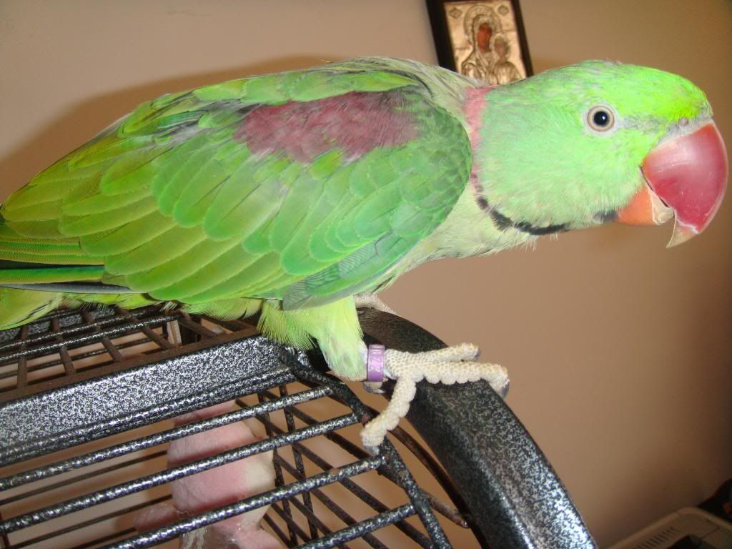 http://i177.photobucket.com/albums/w232/Claudia_S_photos/DSC00323.jpg