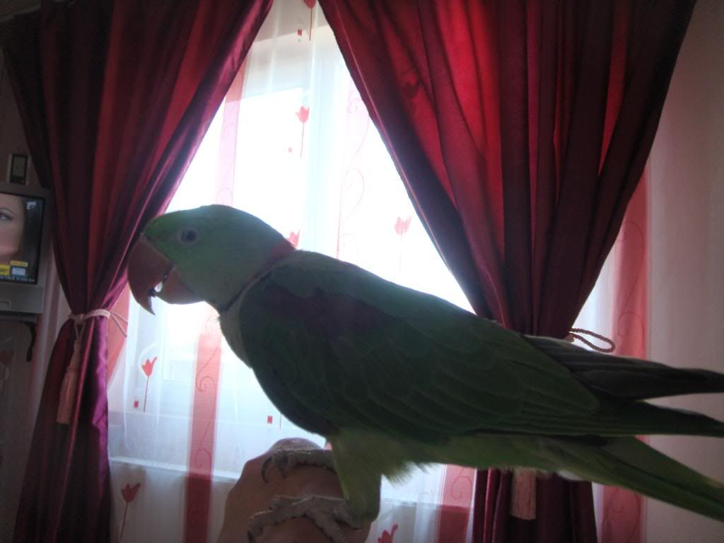 http://i177.photobucket.com/albums/w232/Claudia_S_photos/DSC00335.jpg