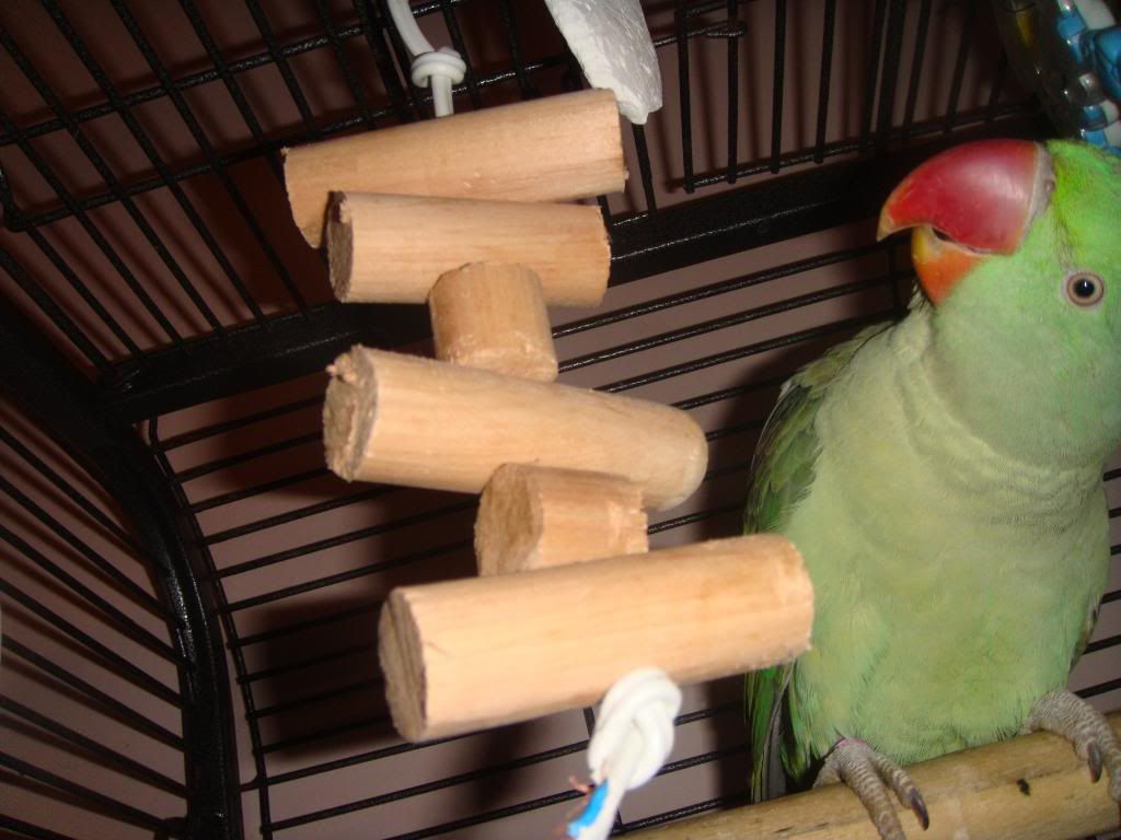 http://i177.photobucket.com/albums/w232/Claudia_S_photos/DSC09358.jpg