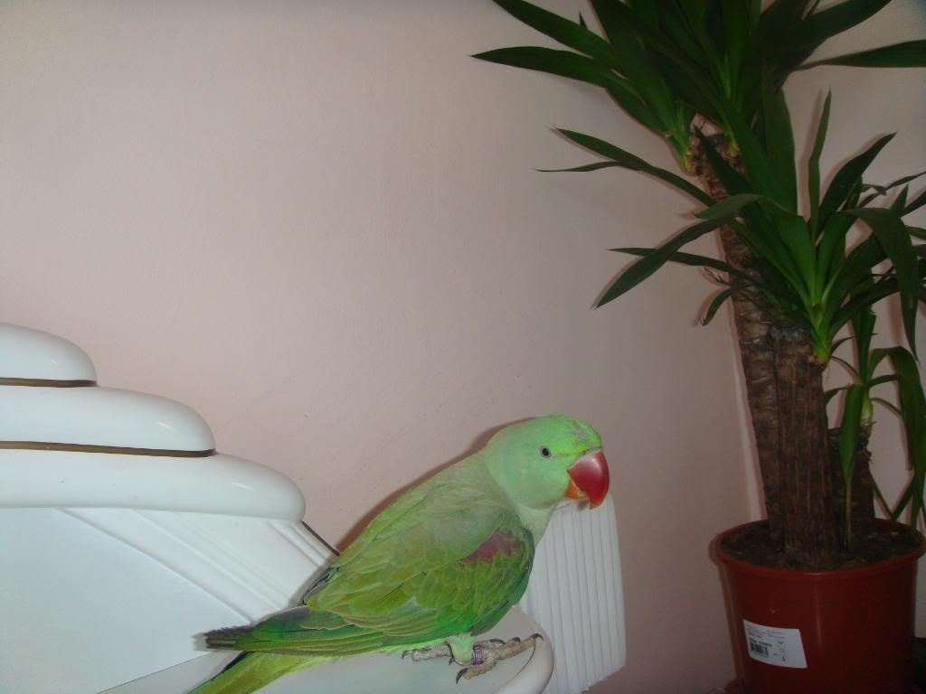 http://i177.photobucket.com/albums/w232/Claudia_S_photos/DSC09368.jpg