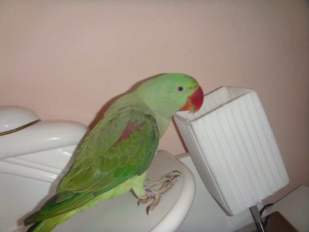 http://i177.photobucket.com/albums/w232/Claudia_S_photos/DSC09370.jpg