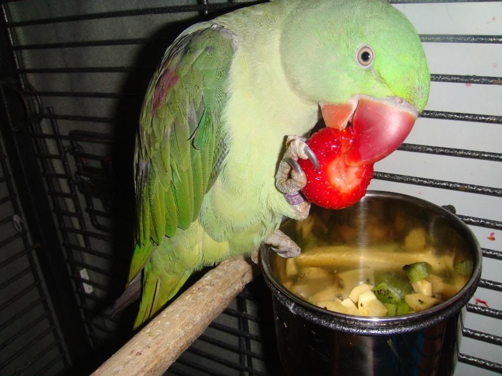 http://i177.photobucket.com/albums/w232/Claudia_S_photos/DSC09850.jpg