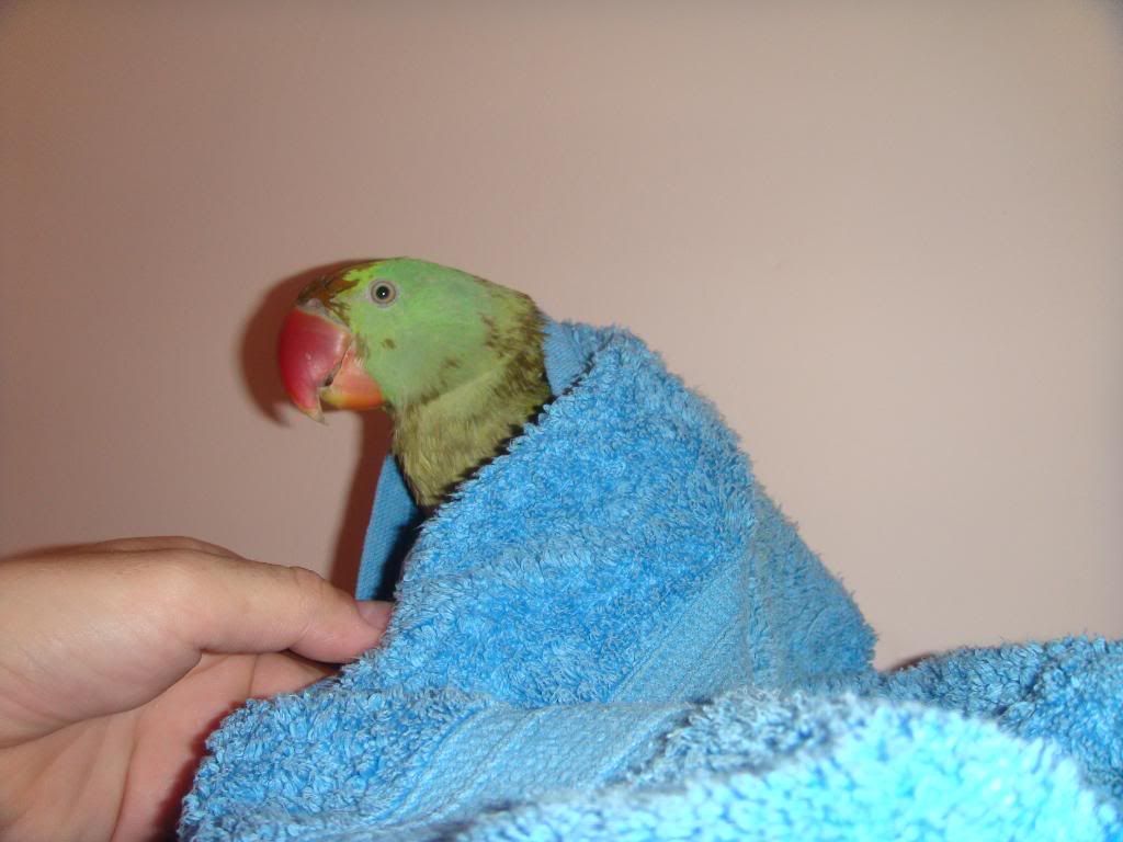 http://i177.photobucket.com/albums/w232/Claudia_S_photos/DSC09907.jpg