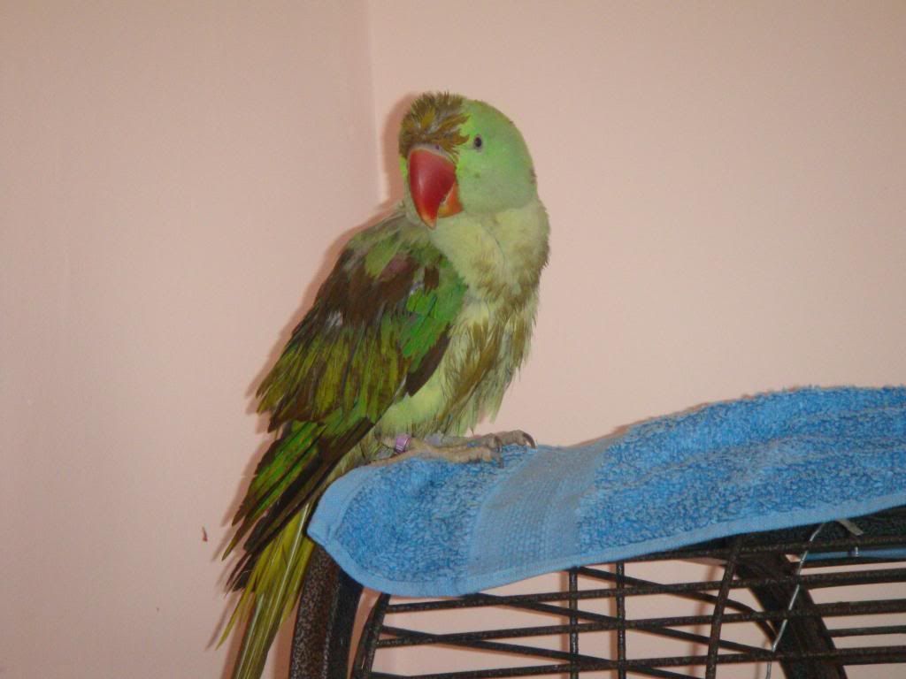 http://i177.photobucket.com/albums/w232/Claudia_S_photos/DSC09909.jpg