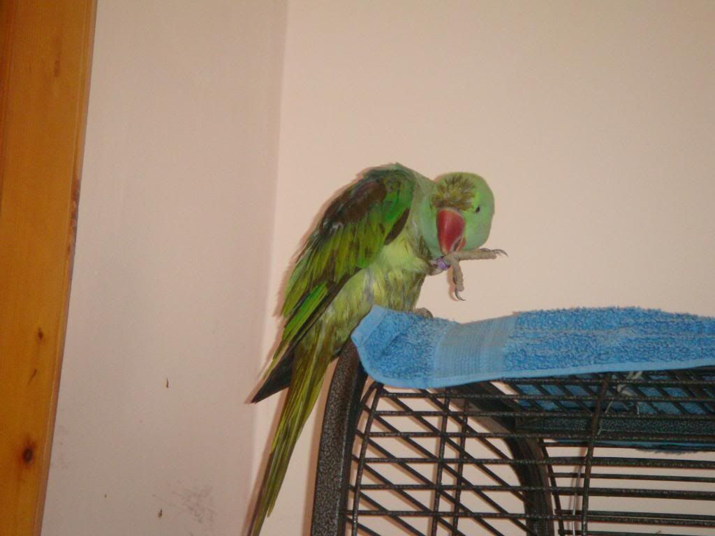 http://i177.photobucket.com/albums/w232/Claudia_S_photos/DSC09926.jpg