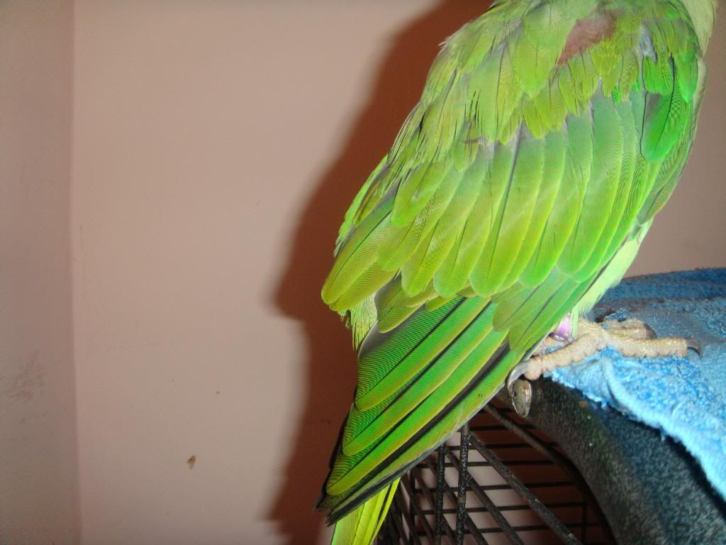 http://i177.photobucket.com/albums/w232/Claudia_S_photos/DSC09928.jpg