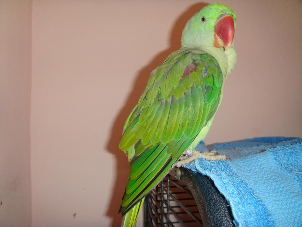 http://i177.photobucket.com/albums/w232/Claudia_S_photos/DSC09929.jpg