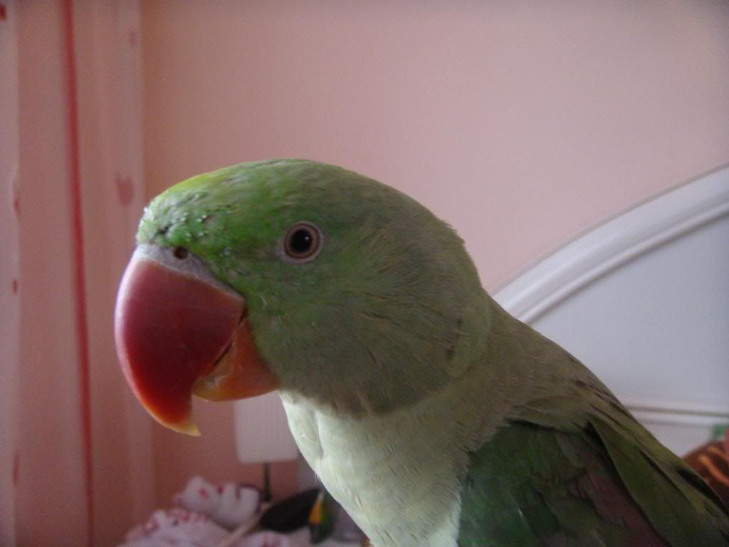 http://i177.photobucket.com/albums/w232/Claudia_S_photos/DSC09991.jpg