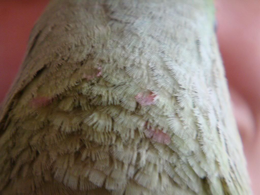 http://i177.photobucket.com/albums/w232/Claudia_S_photos/DSC09994.jpg