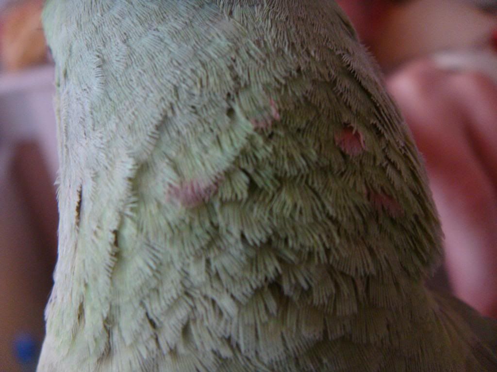 http://i177.photobucket.com/albums/w232/Claudia_S_photos/DSC09998.jpg