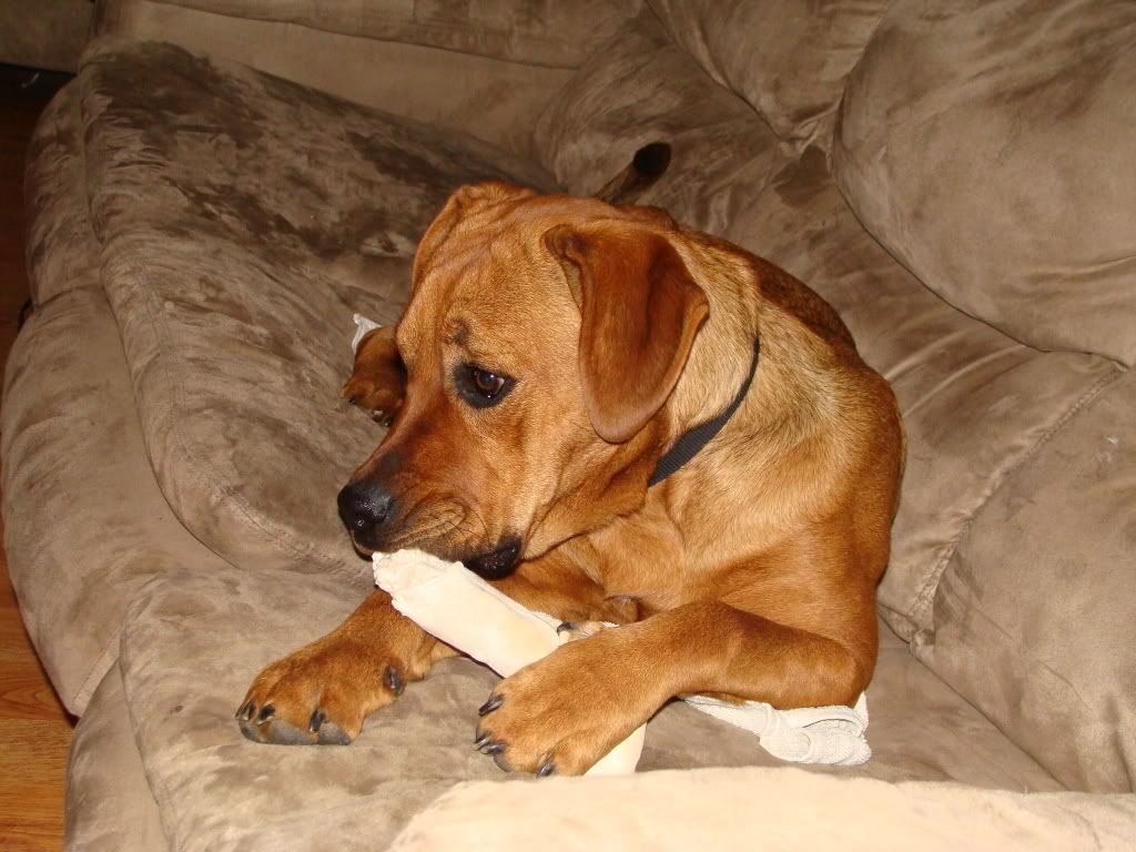 do not know the genders of those dogs, but it doesn’t matter do not know the genders of those dogs, but it doesn’t matter
