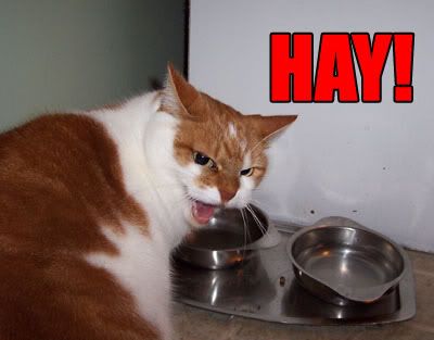 angryhaycat.jpg