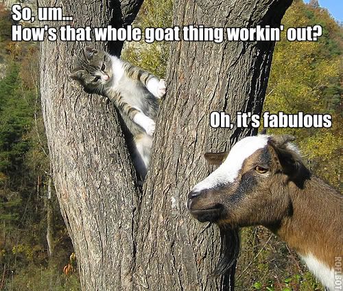 cat_goat2.jpg
