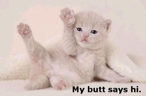catmacrobuttsayshi.jpg