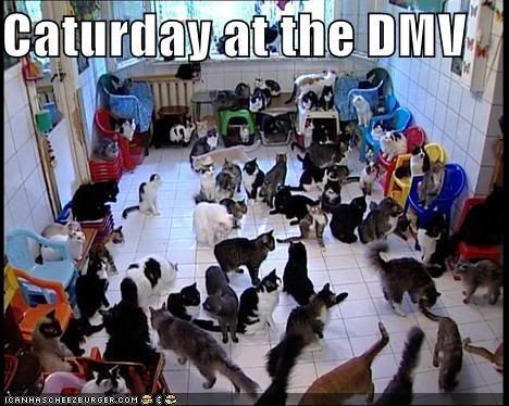 cats-at-dmv.jpg