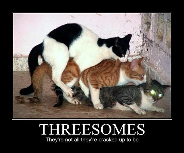 3some cats
