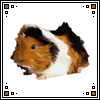 guineapig.gif guinea pig image by lumial