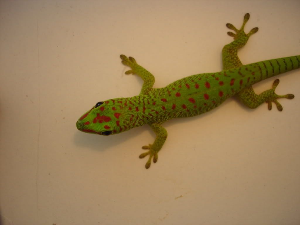 DSC04129.jpg