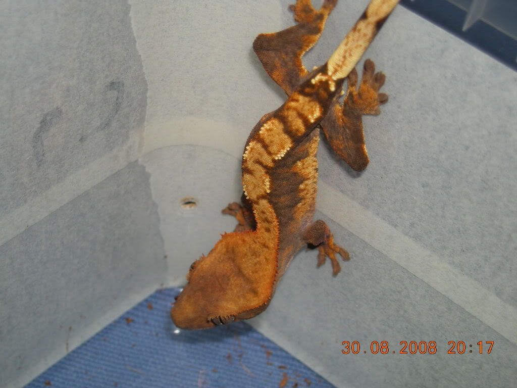 DSCN6807.jpg