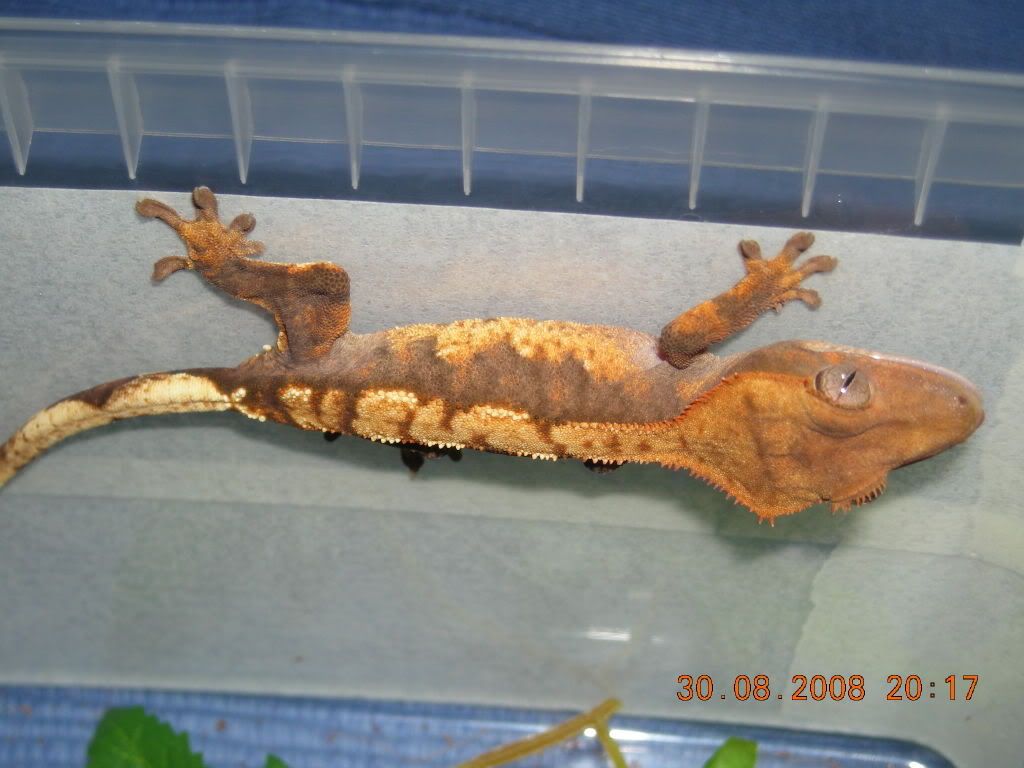 DSCN6808.jpg