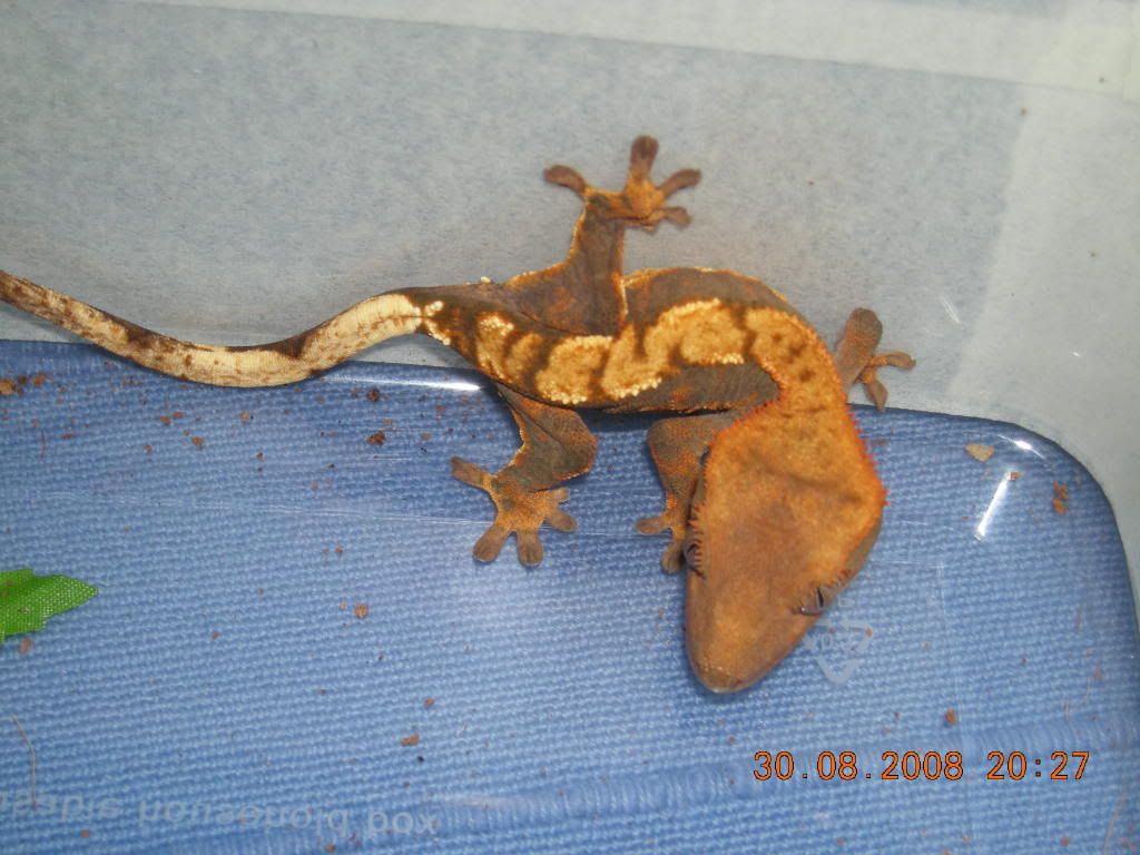 DSCN6810.jpg