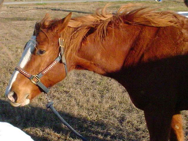 Sadakatin Temsilcisi Atlar (Equidae) - At Resimleri (2. Katalog)