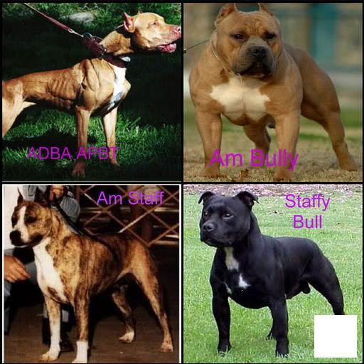 American Staffordshire Terrier Vs Pitbull Dogs Breeds Pitbull Terrier Bully Breeds Dogs American Bully