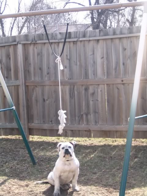 spring rope for pitbulls