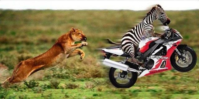 Catch-Me-If-You-Can-Lion-vs-Zebra-640x318-1.jpg