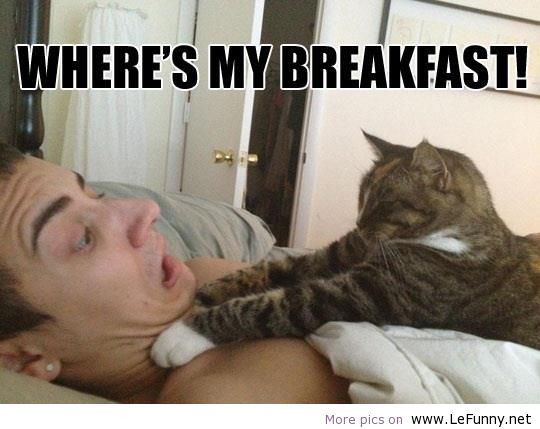 Wheres-my-breakfast_zps0a4c6ee0.jpg