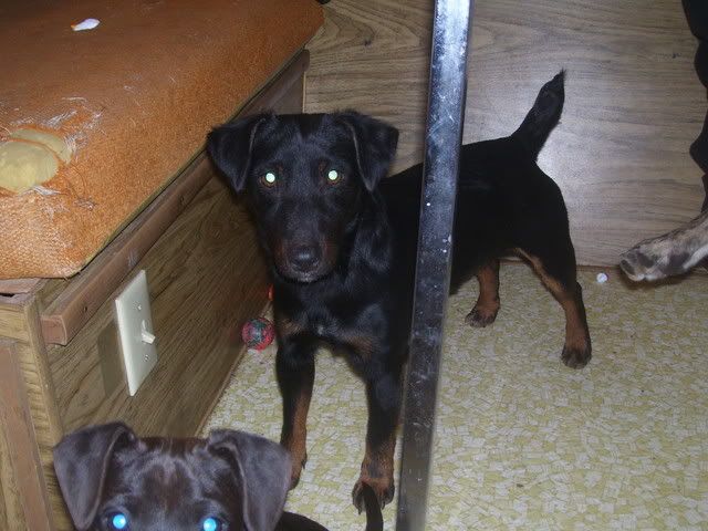 Dogs2009008.jpg