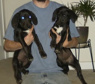 CURRPUPS10WKS018-1.jpg