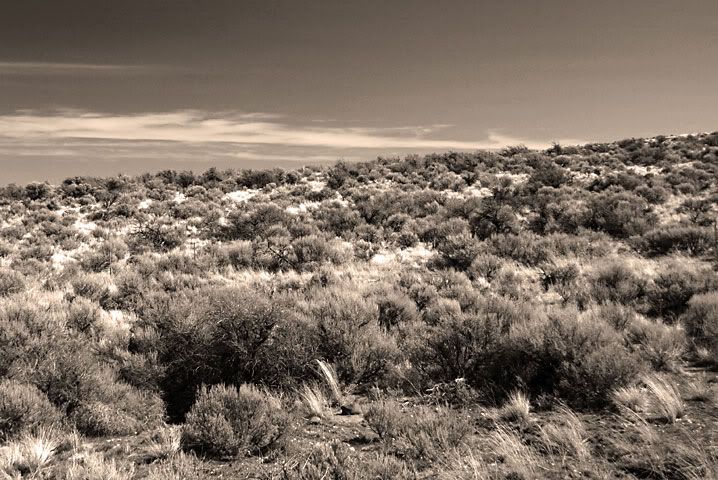 Sagebrush_Large.jpg