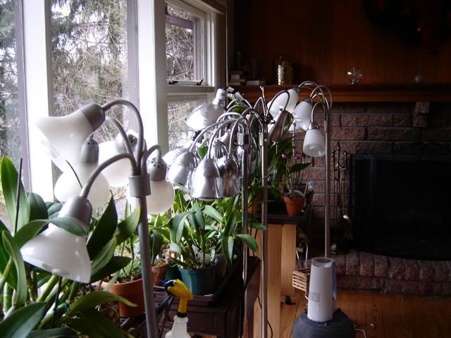lights in winter 08 photo DSC00148Small.jpg