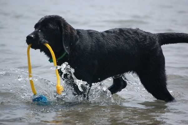 Curly Lab