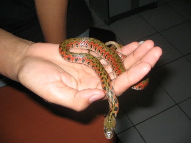 Ular Air