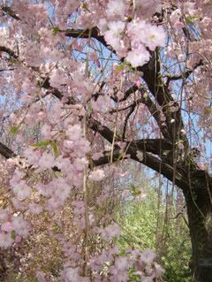 Cherry Blossom Tree Pictures, Images and Photos