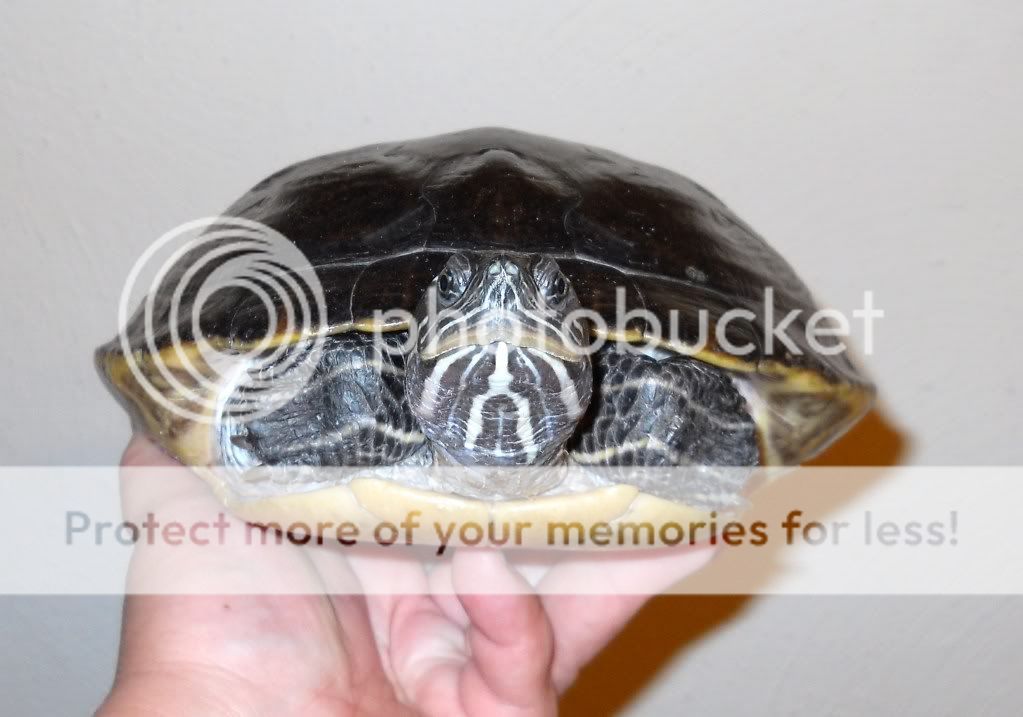 Hieroglyphic cooter? - Turtle Identification - Turtle Forum