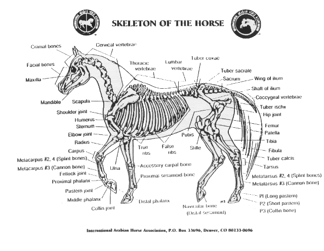 Arabian Horse Skeleton gif by shelb_307 | Photobucket