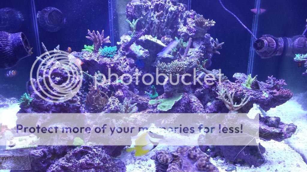 FS, live rock - real reef and pukani - Reef Central Online Community