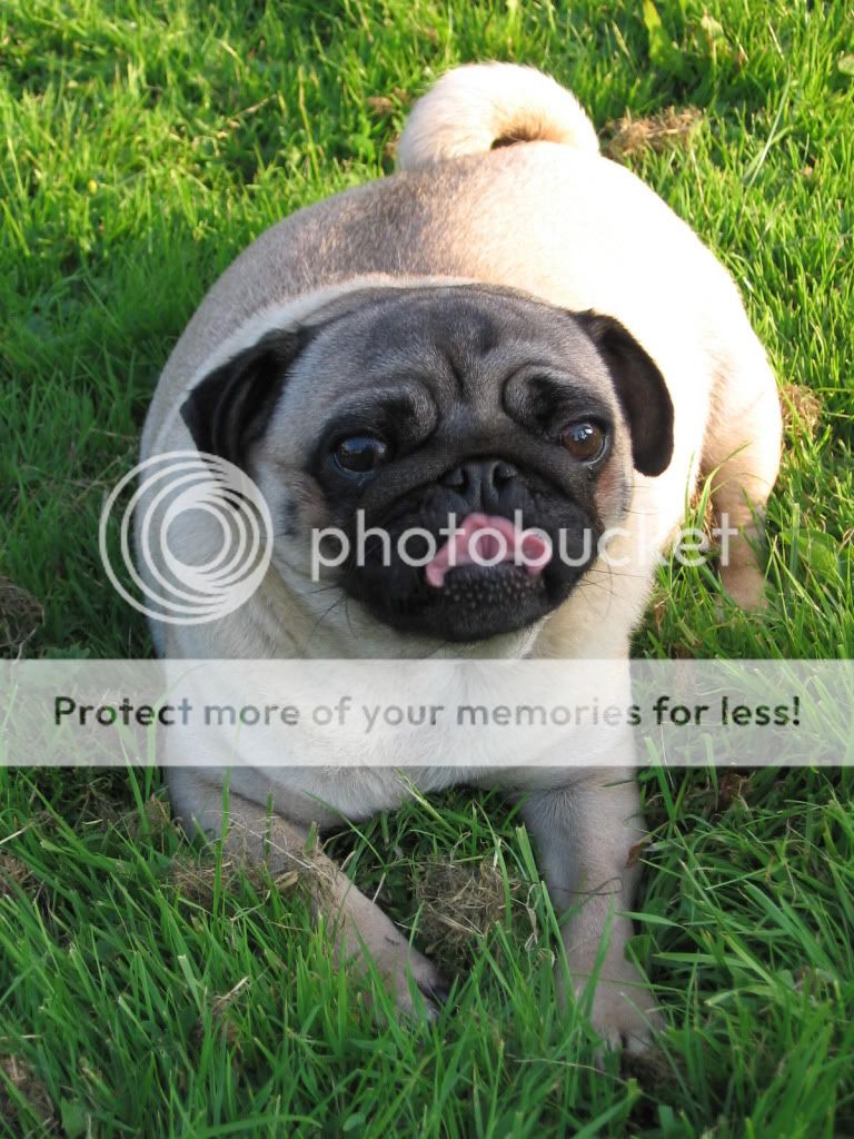 Pregnant Pug | New Rider Forum