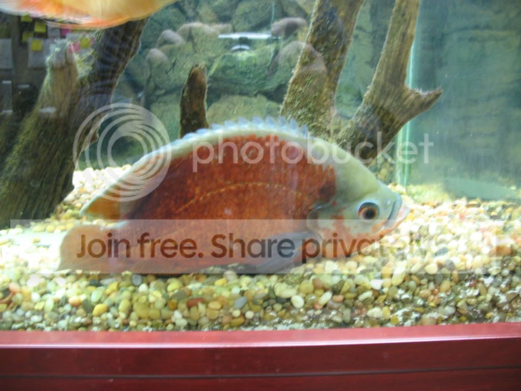Oscar fish sick bottom