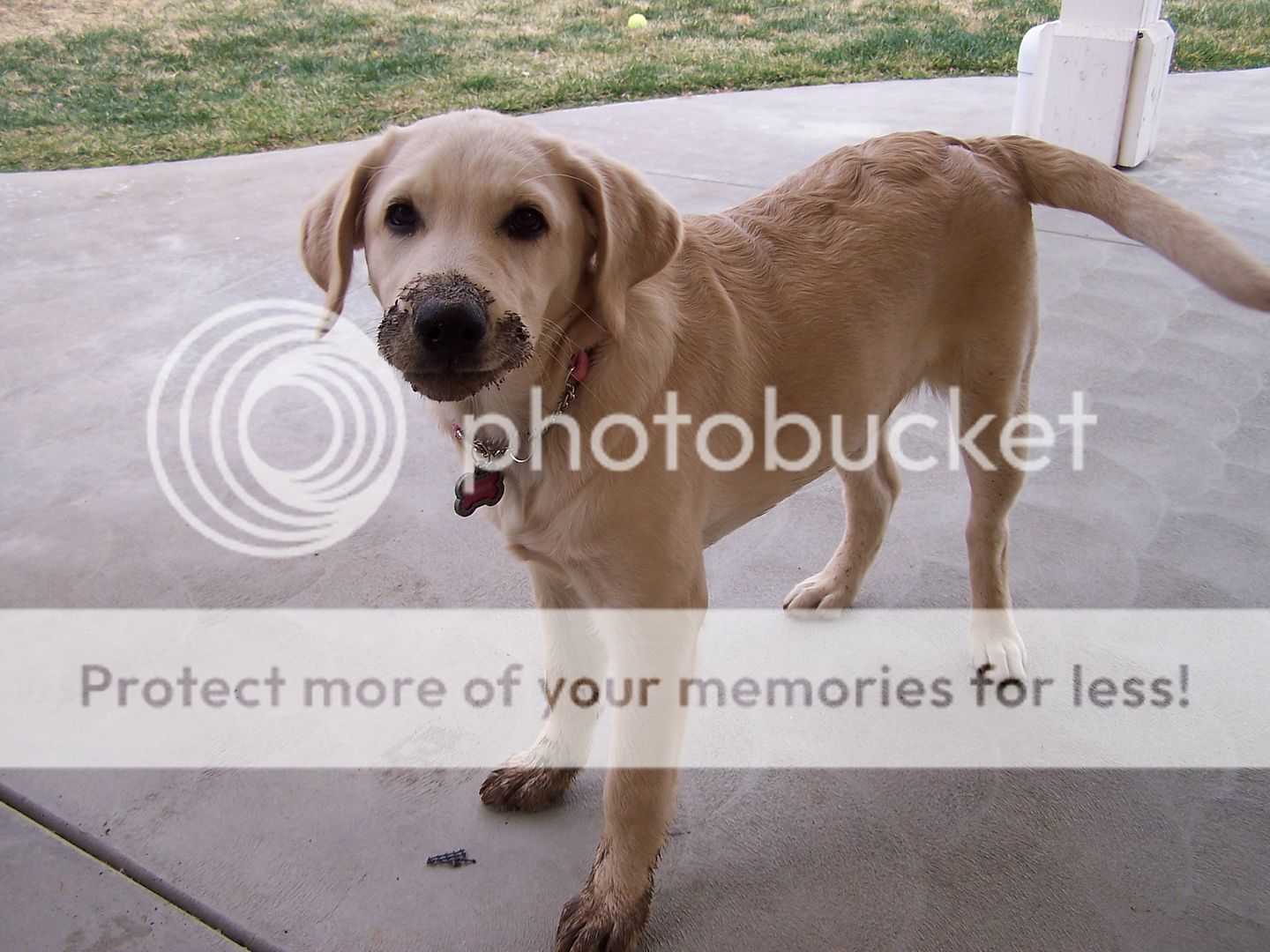 English Lab Puppies Ohio